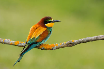 Close-up of bird perching on branch