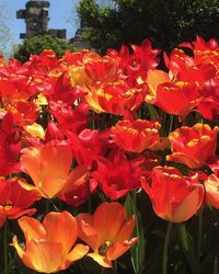 Red tulips blooming in park