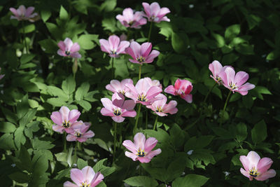 Close-up of pink flowering plants in park