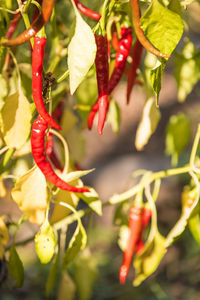 Close-up of red chili peppers on plant