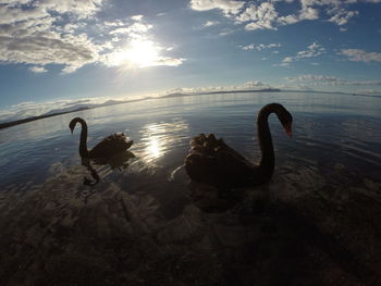 Swan swimming in sea against sky during sunset