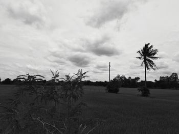 Scenic view of palm trees on field against sky