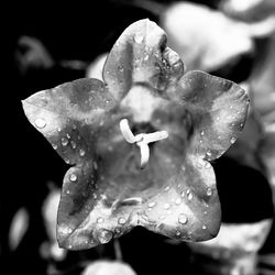 Close-up of water drops on flower