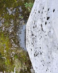 High angle view of crocodile on rock by lake