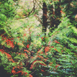 Close-up of fresh green tree in forest