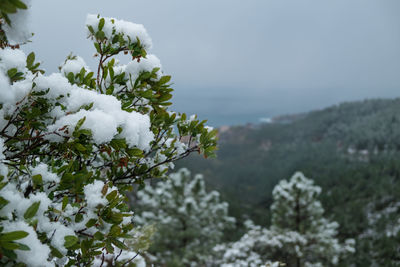 Scenic view of snow covered tree