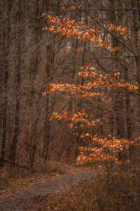 Trees growing in forest during autumn