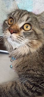 Close-up portrait of a cat