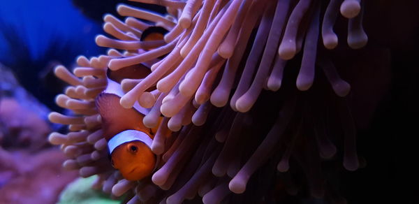 Close-up of fish underwater