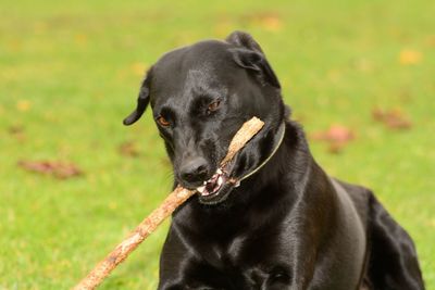 Close-up of black dog carrying stick in mouth on field