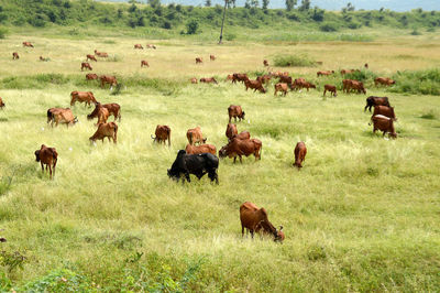 Horses in a field