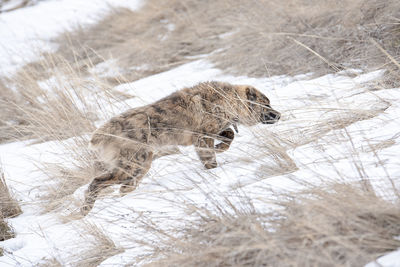 High angle view of animal on snow covered land