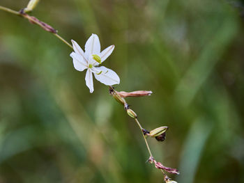 Close-up of flower blooming outdoors