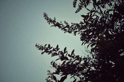 Low angle view of tree against clear sky