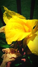 Close-up of yellow flower