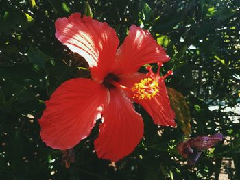 Close-up of red flower blooming in park