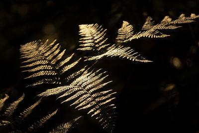 Low angle view of fern leaves on tree at night