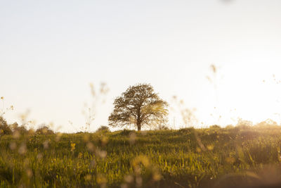 Scenic view of field against clear sky during sunset