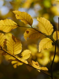 Close-up of yellow leaves on plant during autumn