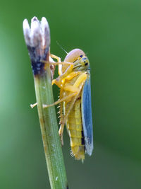 Close-up of insect on plant