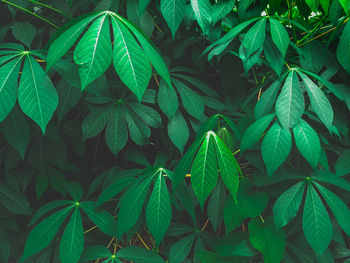 Full frame shot of green leaves