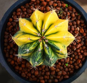 High angle view of succulent plant in basket