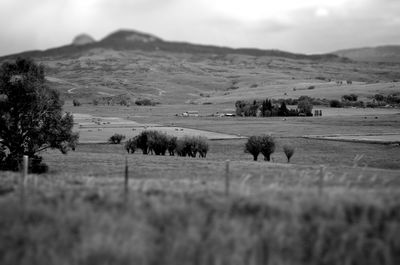 Scenic view of field against sky