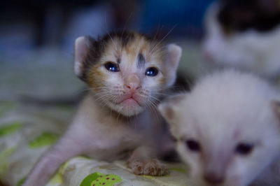 Close-up portrait of kitten