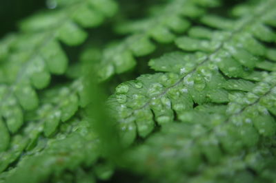 Close-up of plant