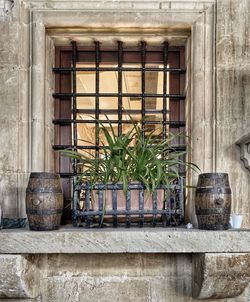 Potted plants in front of building