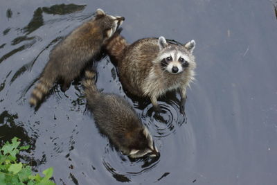 High angle view of raccoons in lake