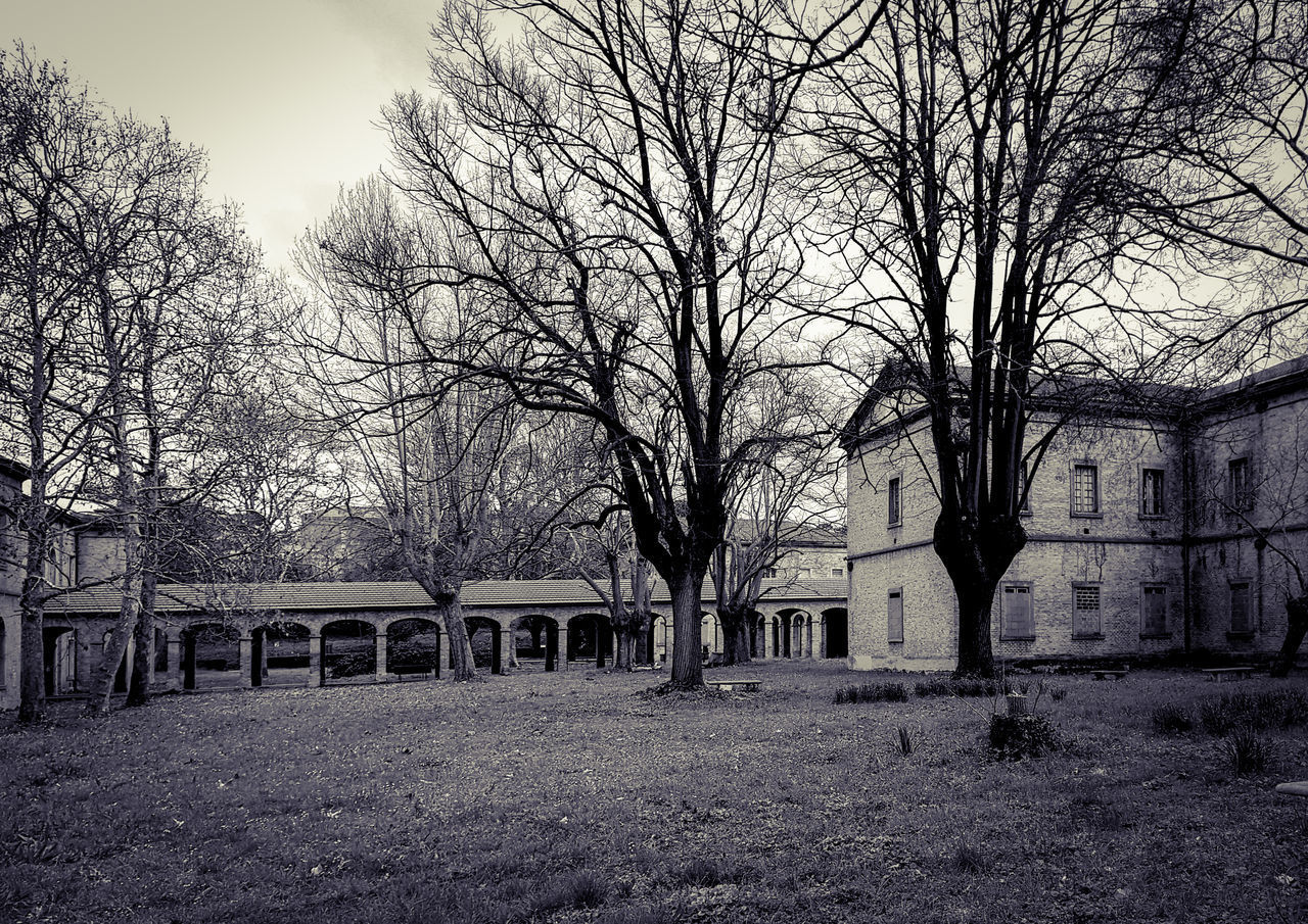 BARE TREES AND BUILDINGS ON FIELD