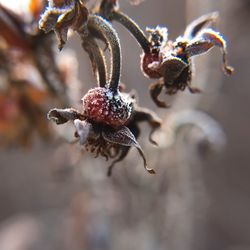 Close-up of berries growing on tree