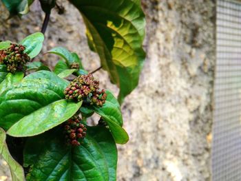 Close-up of strawberry growing on tree