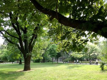 Trees in park