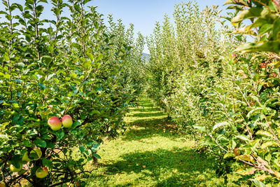 View of apples growing on field