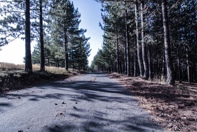 Empty road along trees in forest