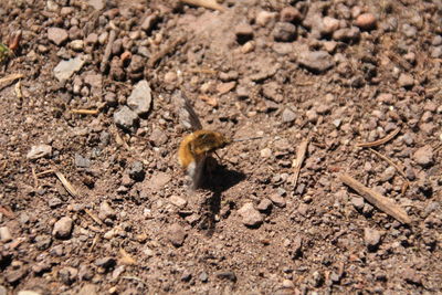 High angle view of insect on land