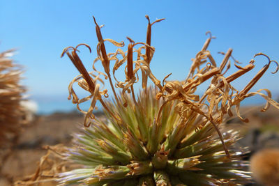 Close-up of flowers against sky