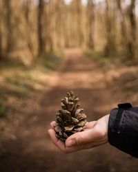 Midsection of person holding plant in forest