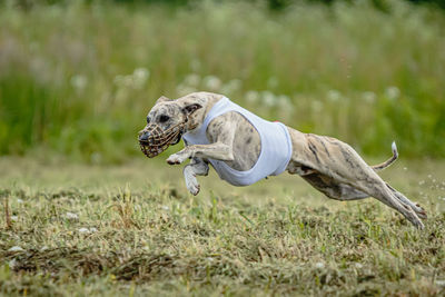 Whippet dog in white shirt running and chasing lure in the field on coursing competition