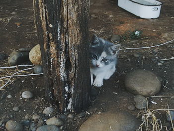 Portrait of cat