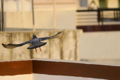 Close-up of bird flying against wall