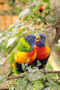 Bird perching on a branch