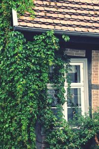 Plants growing outside building