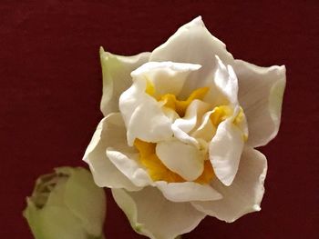 Close-up of white rose