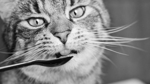 Portrait of cat with spoon