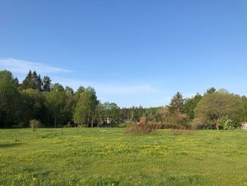 Trees on field against blue sky