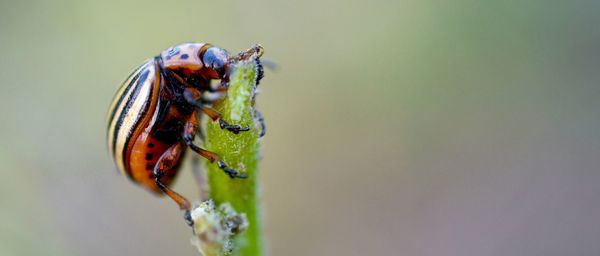 Close-up of insect