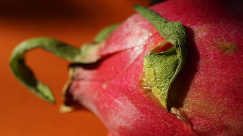 Close-up of red leaves